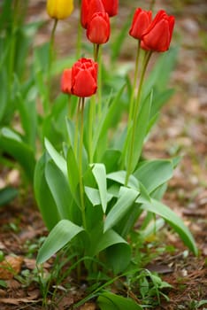 colorful red and yellow tulip in a garden in korea