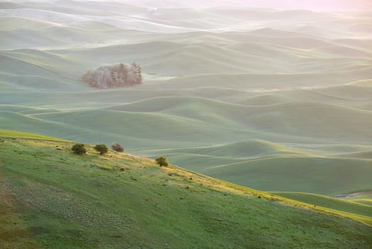 green wheat hills of farming crop area in palouse washington with morning sunlight