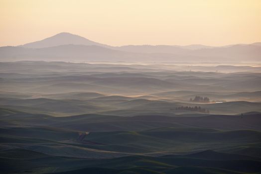 green wheat hills of farming crop area in palouse washington with morning sunlight