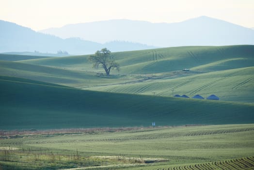 green wheat hills of farming crop area in palouse washington with morning sunlight