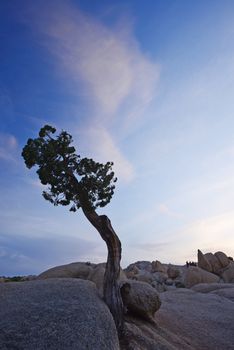 a small lone tree growing on a rock in Joshua tree national park