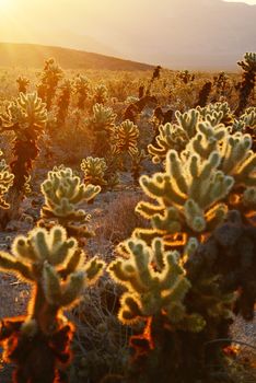 cholla cactus garden from Joshua Tree national park with a warm morning sunlight