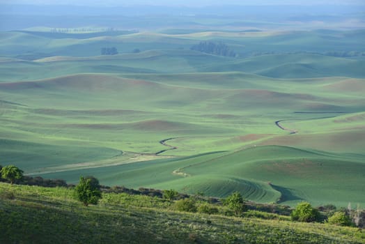 green wheat hills of farming crop area in palouse washington with morning sunlight