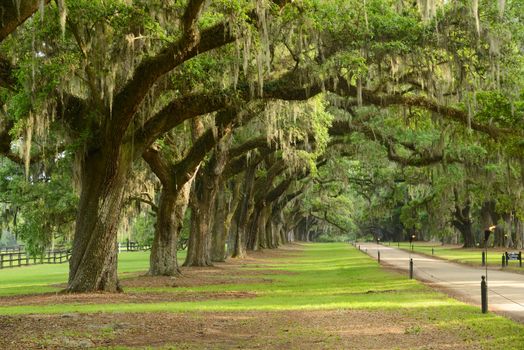 a row of old oak tree from a plantation near Charleston, south carolina