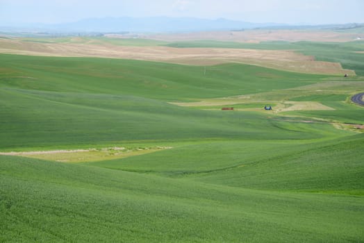 rolling hill of wheat farm land in palouse washington