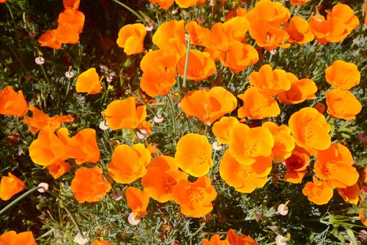 wild orange california poppy blooming from antelope valley in southern california