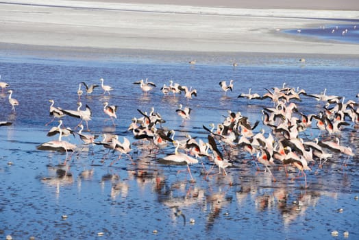 flamingo in red lagoon in high altitude bolivia desert