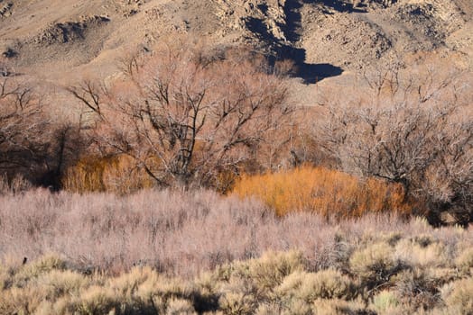 grass abstract from eastern sierra valley in california