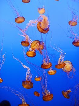 orange nettle jellyfish with blue background