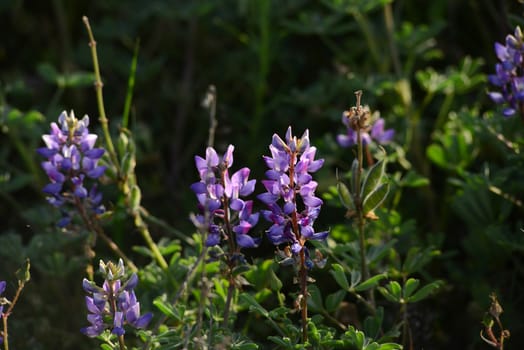 purple wild lupine flower with late afternoon light