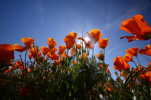 wild orange california poppy blooming from antelope valley in southern california