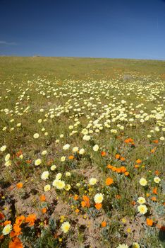 flower carpet with blue sky in southern california