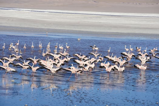 flamingo in red lagoon in high altitude bolivia desert