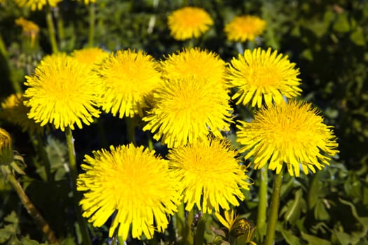 the dandelions growing in a field in a spring season