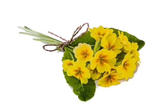 Bouquet of yellow primroses, isolated on white background