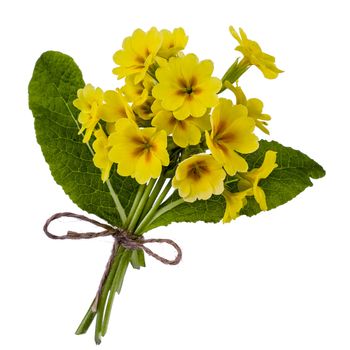 Bouquet of yellow primroses, isolated on white background