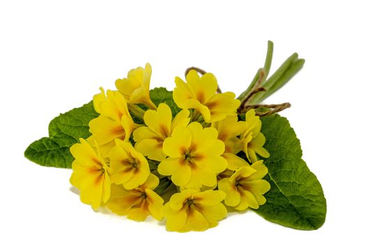 Bouquet of yellow primroses, isolated on white background