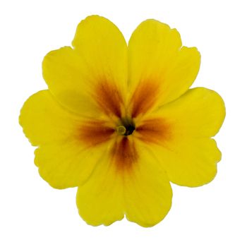 Flower of yellow primrose, isolated on white background