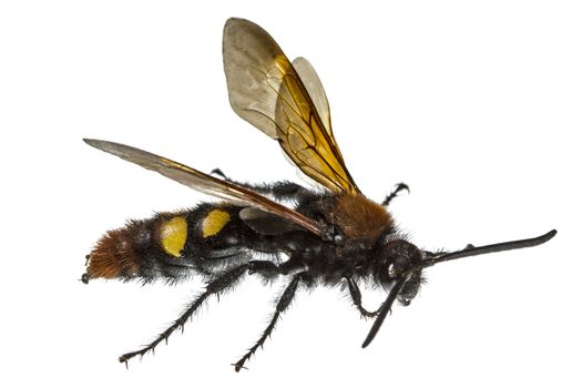 Scolia flavifrons (lat. Scoliidae), isolated on white background