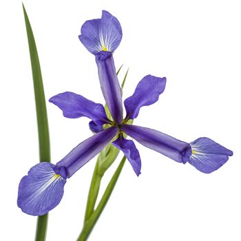 Iris flowers, isolated on white