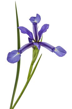 Iris flowers, isolated on white