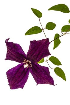 Clematis flowers, isolated on white background