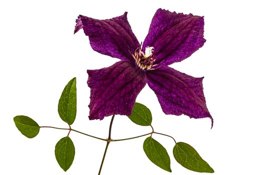 Clematis flowers, isolated on white background