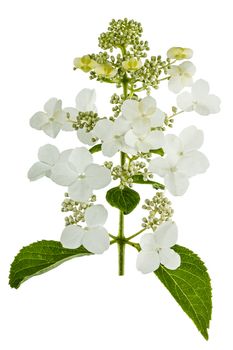 Flowers of Hydrangea  isolated on a white background