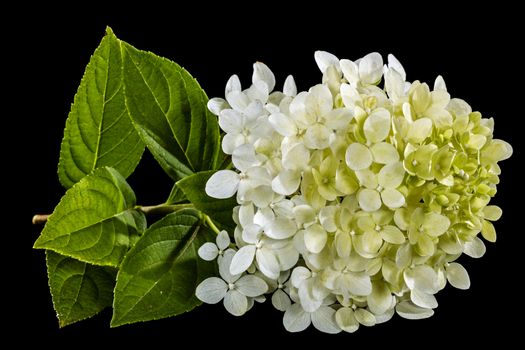 Flowers of hydrangea, isolated on black background