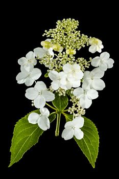 Flowers of hydrangea, isolated on black background