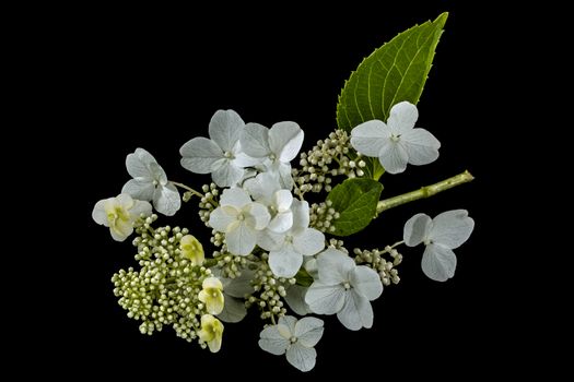 Flowers of hydrangea, isolated on black background