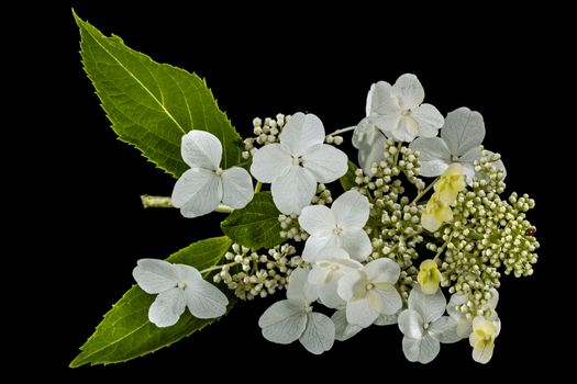 Flowers of hydrangea, isolated on black background