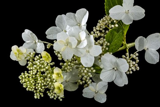 Flowers of hydrangea, isolated on black background