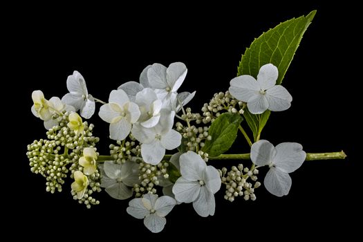 Flowers of hydrangea, isolated on black background