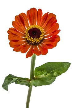 Flower of  zinnia, isolated on white background