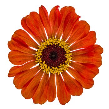 Flower of  zinnia, isolated on white background