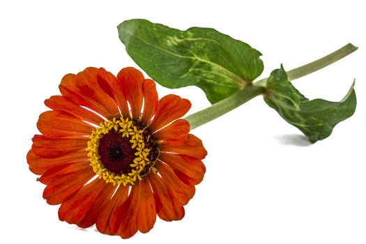 Flower of  zinnia, isolated on white background