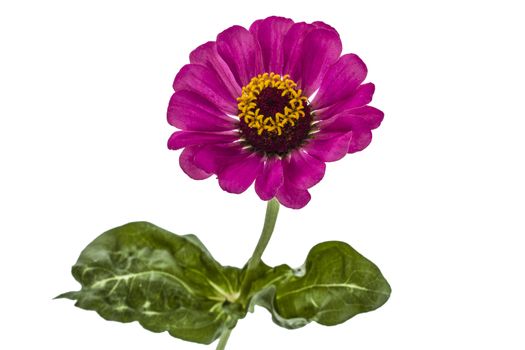 Flower of  zinnia, isolated on white background