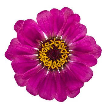 Flower of  zinnia, isolated on white background