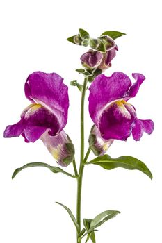 Flowers of snapdragon, lat.Antirrhinum, isolated on white background