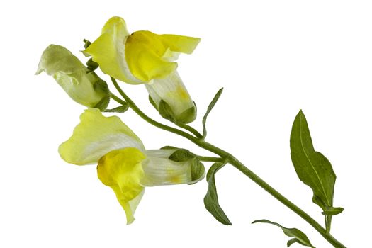 Flowers of snapdragon, lat.Antirrhinum, isolated on white background