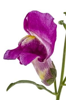 Flower of snapdragon, lat.Antirrhinum, isolated on white background