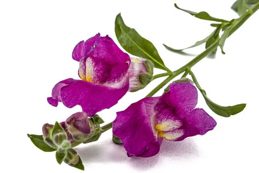 Flowers of snapdragon, lat.Antirrhinum, isolated on white background