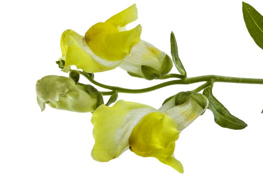 Flowers of snapdragon, lat.Antirrhinum, isolated on white background