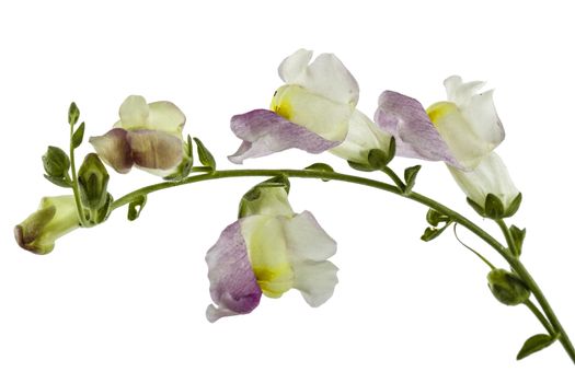 Flower of snapdragon, lat.Antirrhinum, isolated on white background