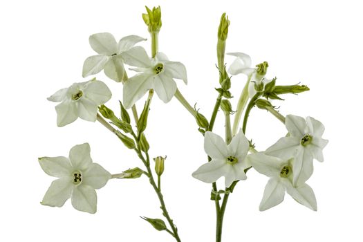 Flowers of tobacco scented, lat.Nicotiana, isolated on white background