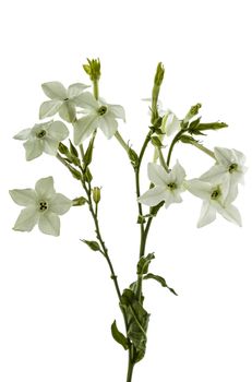 Flowers of tobacco scented, lat.Nicotiana, isolated on white background
