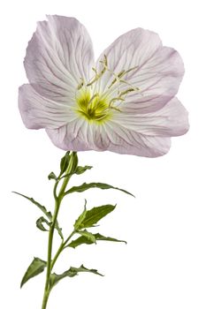 Flower of pink Evening Primrose (Oenothera), isolated on white background