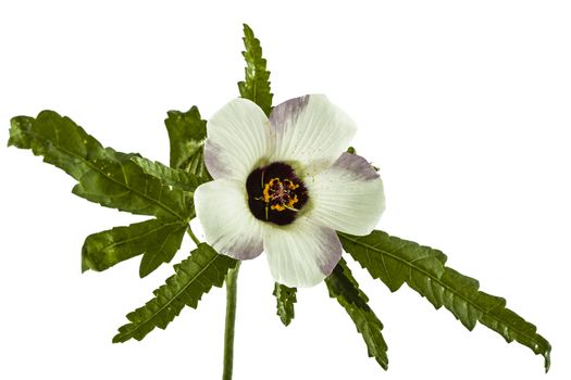 Flower of Hibiscus, isolated on white background