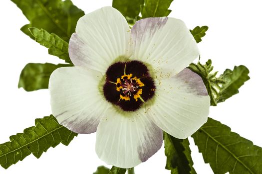 Flower of Hibiscus, isolated on white background